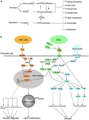 Drosophila melanogaster diabetes models and its usage in the research of anti-diabetes management with traditional Chinese medicines